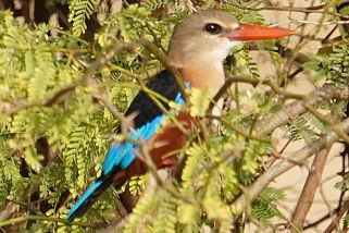 Halcyon leucocephala - Graukopfliest